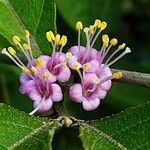 Callicarpa americana 花