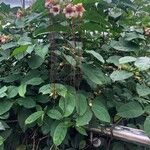 Strophanthus preussii Лист