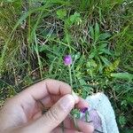 Lathyrus hirsutusЛист