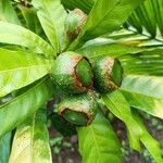 Gustavia augusta Fruit