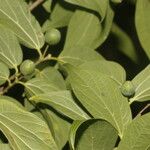 Celtis caudata Blad