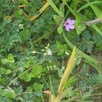 Erodium cicutarium Kwiat