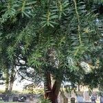 Taxus baccataBlad