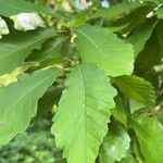 Quercus muehlenbergii Лист