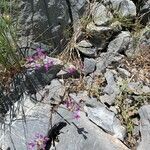 Allium peninsulare Blüte