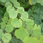 Cercis occidentalis Hostoa