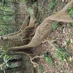 Ficus racemosa Bark