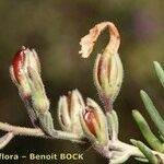 Campylanthus salsoloides Fruto