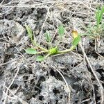 Ranunculus lateriflorus Habit