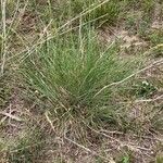 Festuca arundinacea Fuelha