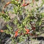 Anisacanthus thurberi Flower