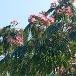 Albizia julibrissinKvet