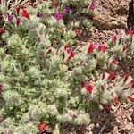 Echium horridum Bleunienn