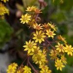 Aeonium glutinosum Blüte