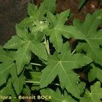 Malva acerifolia Leaf