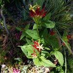Spigelia marilandica Квітка