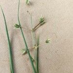 Chlorophytum pendulum Flower