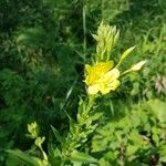 Oenothera parvifloraFlor