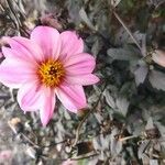 Dahlia x cultorum Fleur