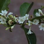 Tricalysia longituba Flor