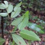 Myrcia splendens Leaf