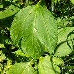 Ambrosia trifida Leaf