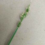 Carex divulsa 花