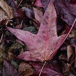 Liquidambar formosana Blad