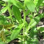 Myosotis macrosperma Leaf