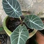 Alocasia reginula Leaf