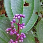 Miconia centrodesma Frugt