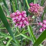 Asclepias incarnataFleur