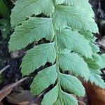 Polystichum lonchitisList