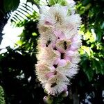 Barringtonia neocaledonica Flor