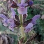 Salvia verbenaca 花