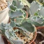 Kalanchoe rhombopilosa 叶