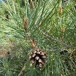 Pinus sylvestris Folha