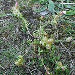 Pedicularis sylvatica Habit