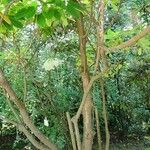 Rhododendron auriculatum Corteza