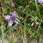 Gentianella campestrisKukka