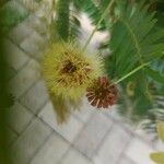 Cojoba arborea फूल