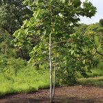 Sterculia quinqueloba Hábito