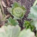 Malva neglecta Mbuma