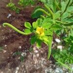 Cleome viscosaFlower