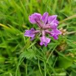 Oxytropis jacquinii ফুল