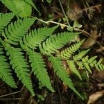 Dryopteris lacera List