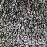 Combretum collinum Bark