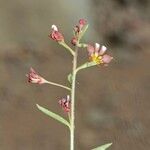 Cleome violacea Other