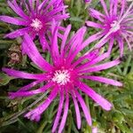 Delosperma cooperi പുഷ്പം