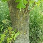 Tilia americana Bark